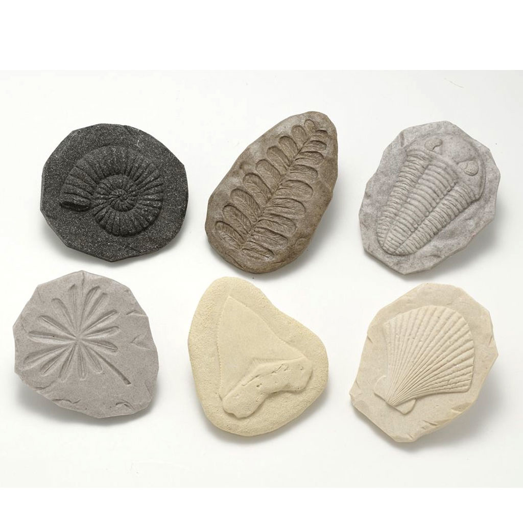 Play and Explore Fossils, 8 Pieces