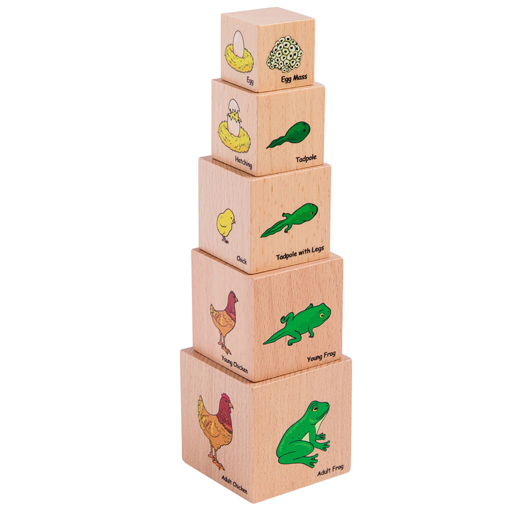 Lifecycle Wooden Blocks, 5 Pieces