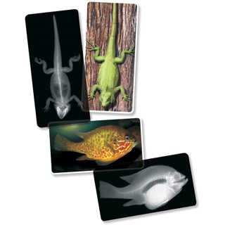 Animal X-Rays, 13 Pieces